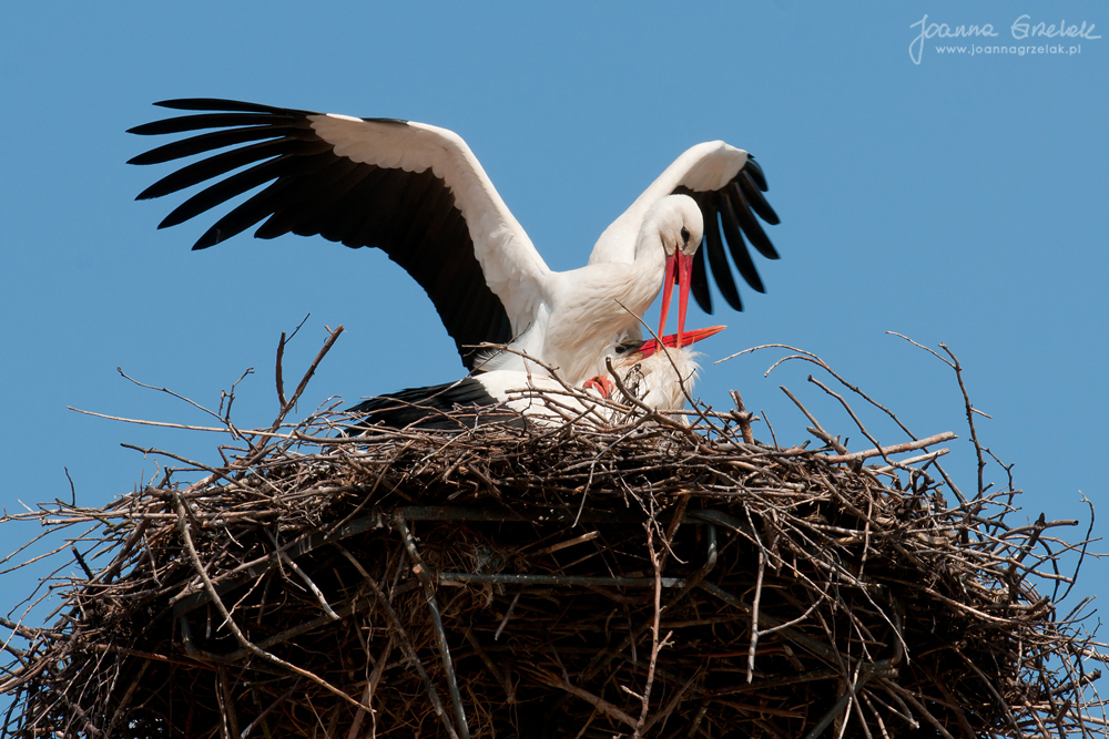 047_Biebrza - kwiecien 2011.jpg